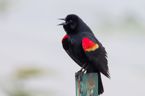 Red-winged Blackbird