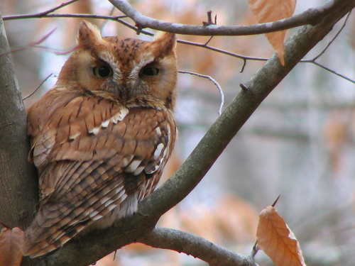 Long-eared Owl