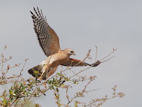 Red-shouldered Hawk