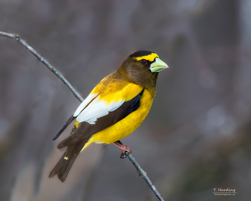Evening Grosbeak