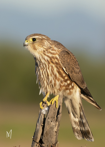 Merlin