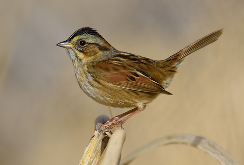 Swamp Sparrow