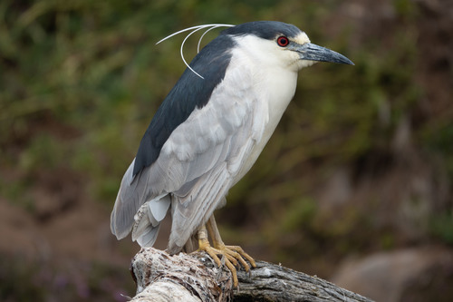 Black-crowned Night-Heron