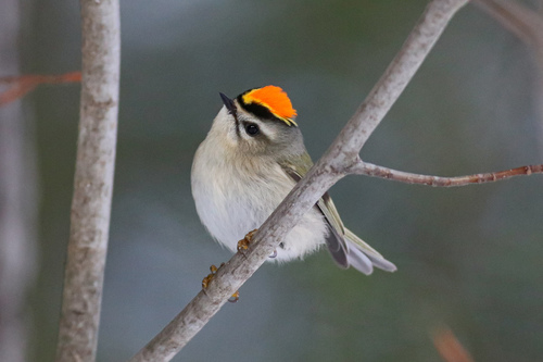 Golden-crowned Kinglet
