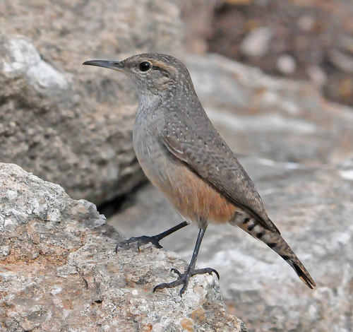 Rock Wren