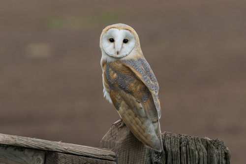 Barn Owl